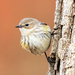 Yellow Rumped Warbler by kvphoto
