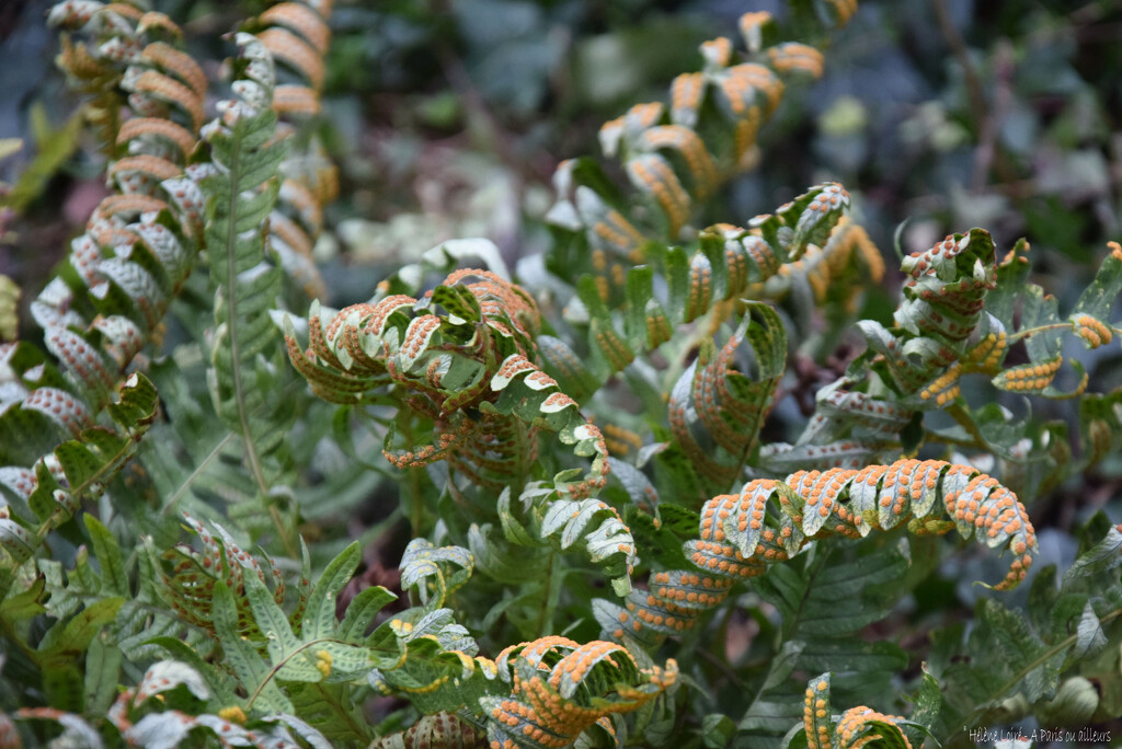 ferns by parisouailleurs