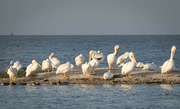 18th Jan 2024 - White Pelicans