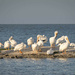 White Pelicans by dkellogg