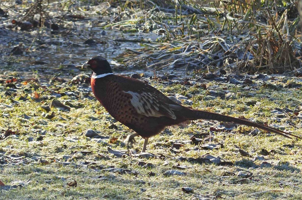 Male Pheasant by arkensiel