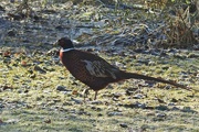18th Jan 2024 - Male Pheasant