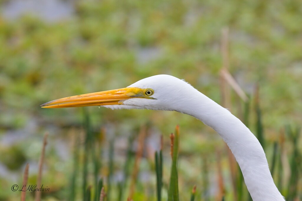 LHG_5089 Great Egret hunting  by rontu