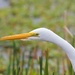 LHG_5089 Great Egret hunting  by rontu