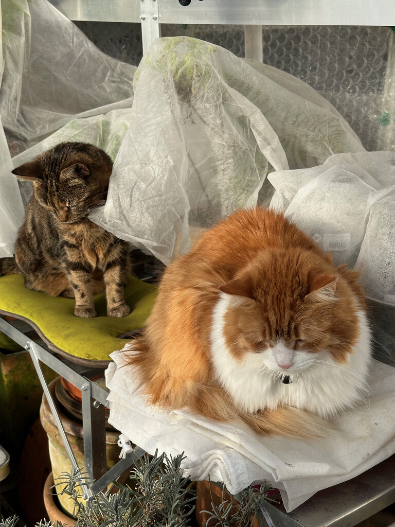 The Cats in the Greenhouse by 365projectmaxine