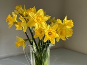 18th Jan 2024 - Daffodils 