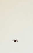 18th Jan 2024 - Teeny weeny spider hanging by a thread