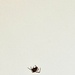 Teeny weeny spider hanging by a thread by wakelys