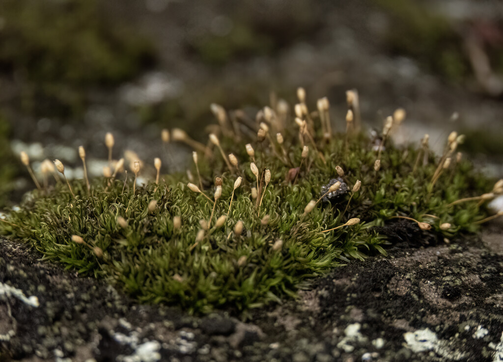 moss on a rock by koalagardens