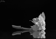 18th Jan 2024 - Black and White Tulip