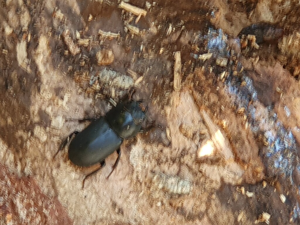 Beetle by rosiekind
