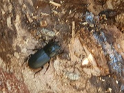 18th Jan 2024 - Beetle