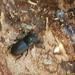 Beetle by rosiekind