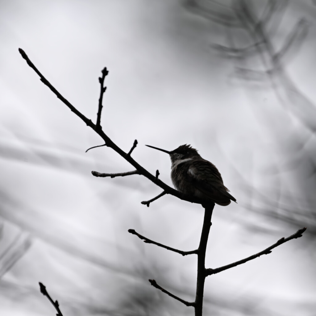 A Post-Freeze January Hummingbird by peachfront