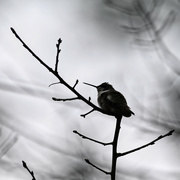 18th Jan 2024 - A Post-Freeze January Hummingbird