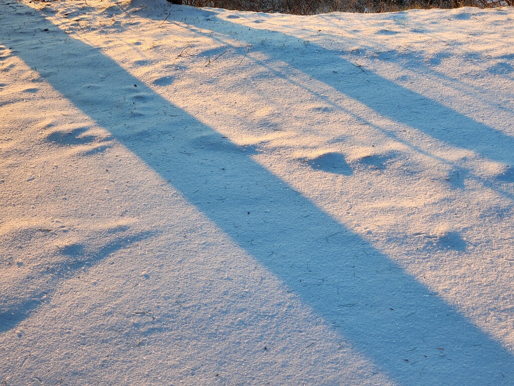 Snowy Shadows  by egervase20