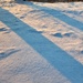 Snowy Shadows 