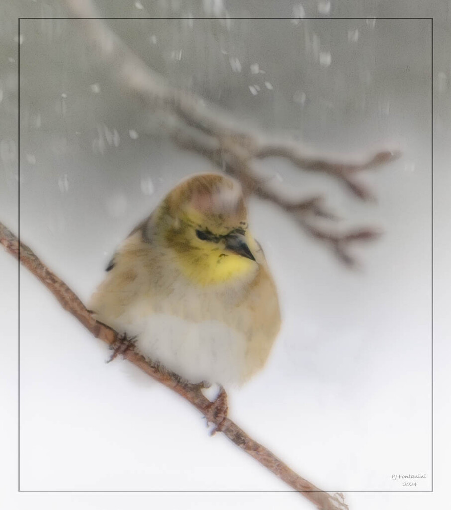 Winter Male Goldfinch  by bluemoon