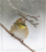 18th Jan 2024 - Winter Male Goldfinch 