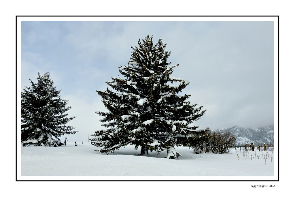 Blue Spruce in Heavy Snow! by kbird61