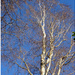 silver birch by speedwell