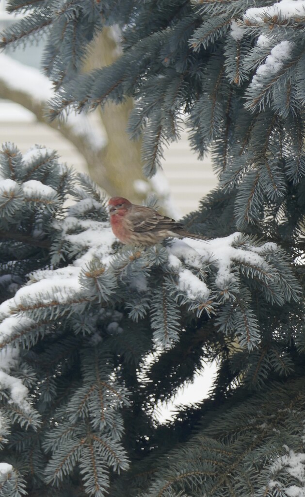 House Finch by dolores