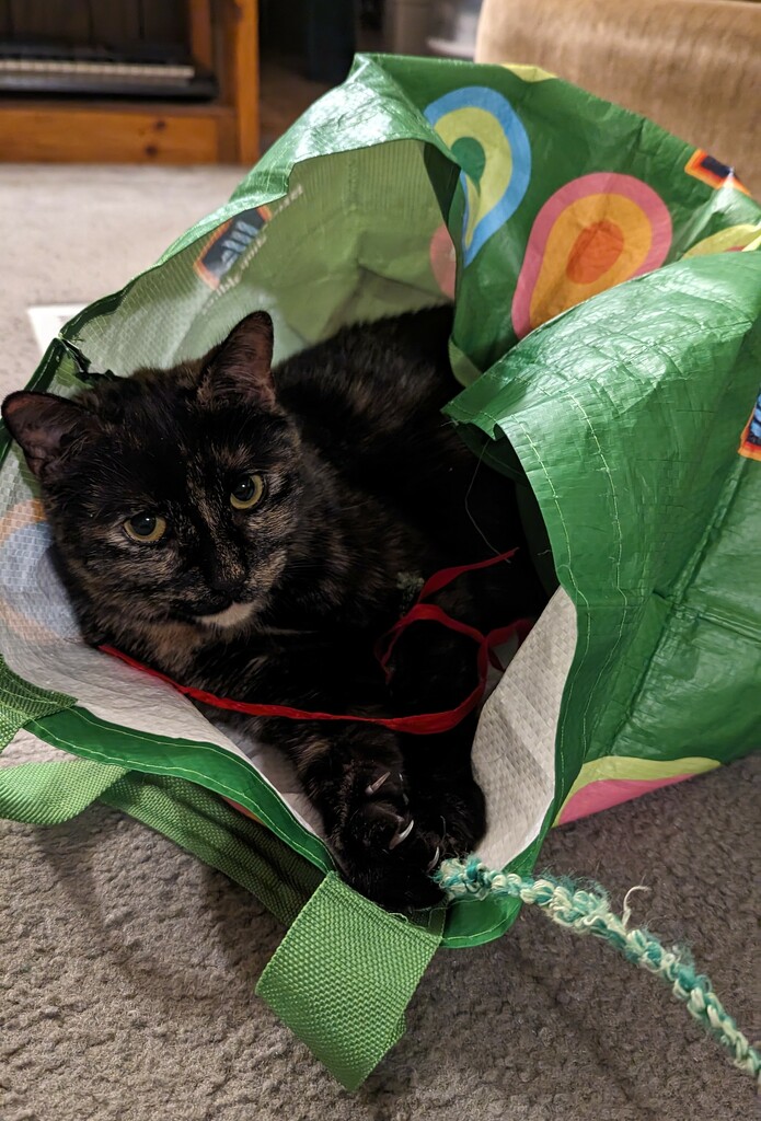 The Cat's in the Bag by julie