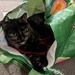 The Cat's in the Bag by julie