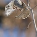 January 18: Milkweed Pod by daisymiller
