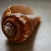 Seashell spiral by ljmanning