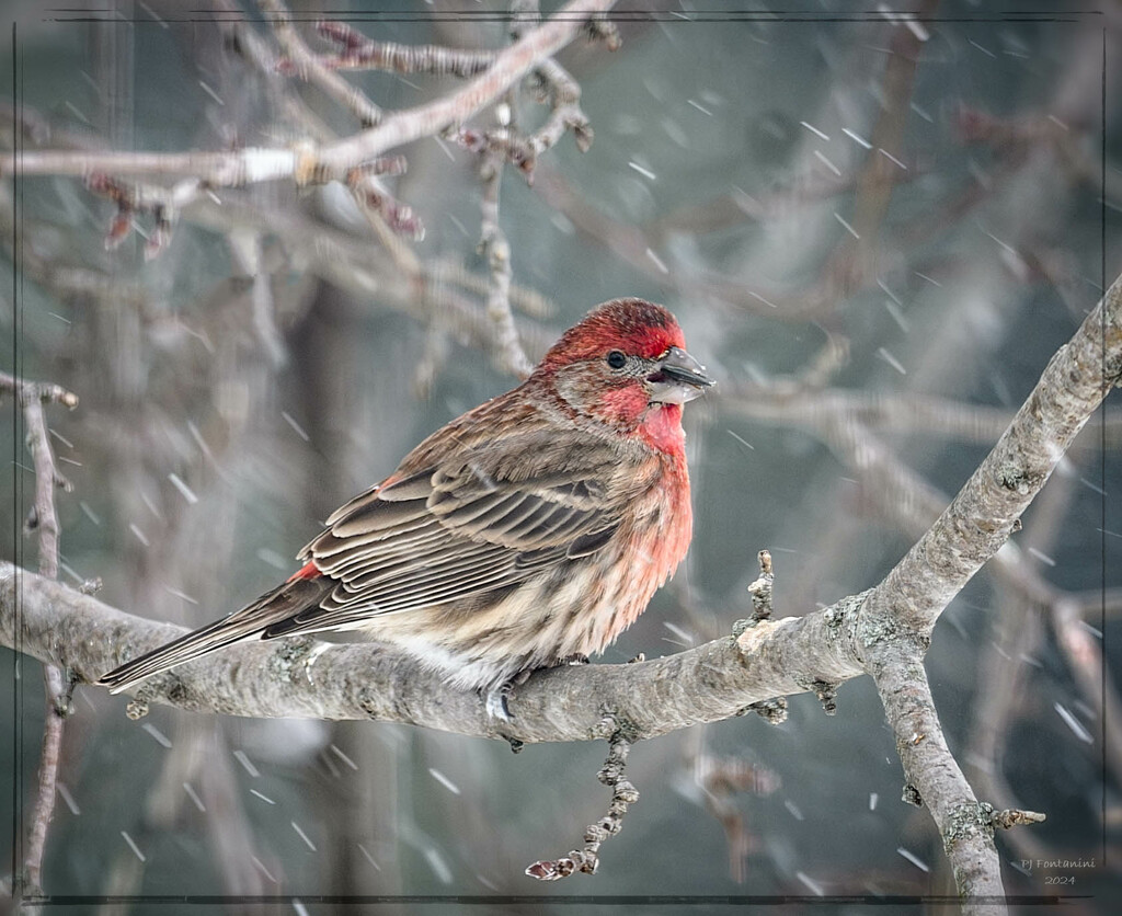 Male House Finch by bluemoon
