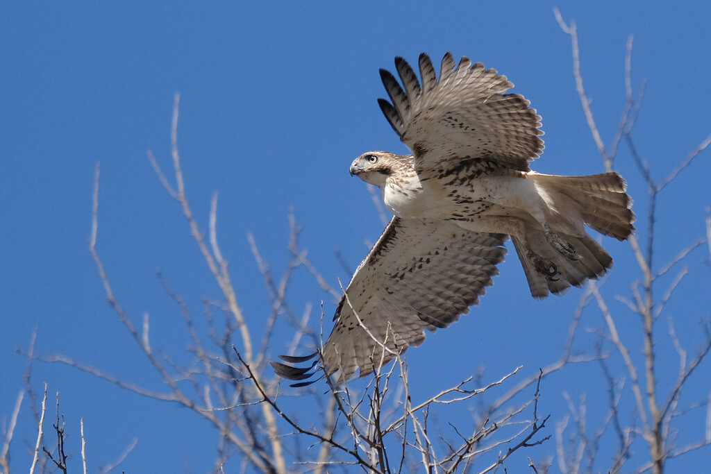 Red Tailed Hawk by lsquared