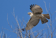 23rd Jan 2024 - Red Tailed Hawk