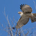 Red Tailed Hawk by lsquared