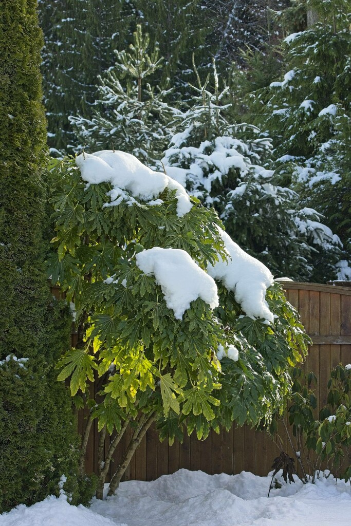 Snow On Tropical Plants by horter