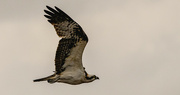 18th Jan 2024 - Osprey Flying By!