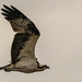 Osprey Flying By! by rickster549