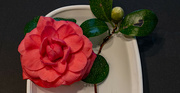 18th Jan 2024 - Brought Home One of the Camellia Blooms!