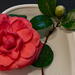 Brought Home One of the Camellia Blooms! by rickster549