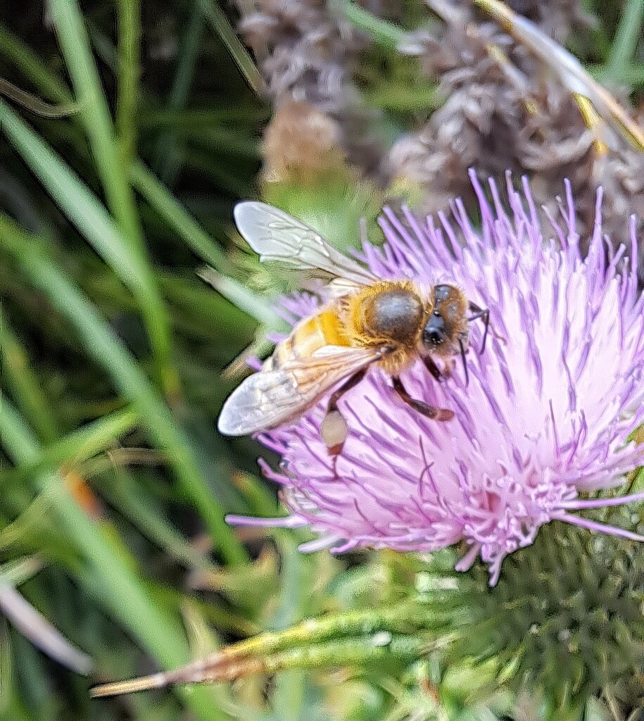 Busy Bee by judithdeacon