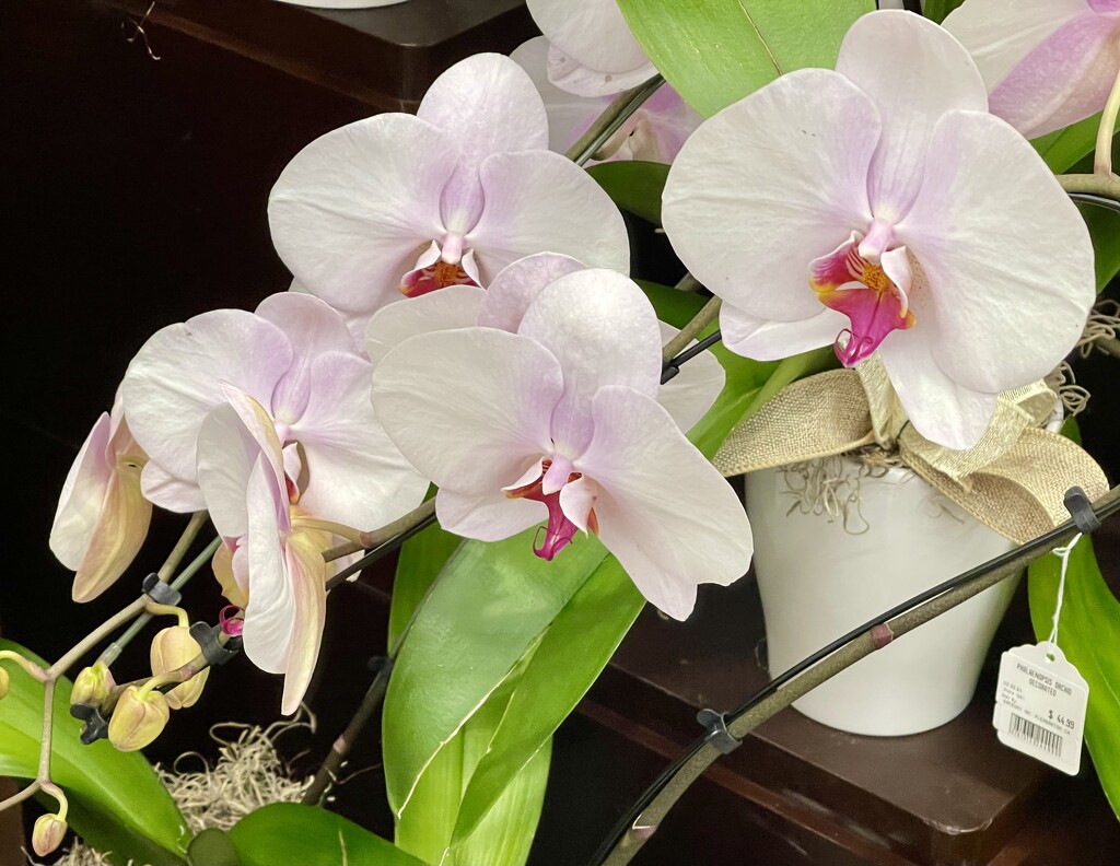 1 18 Grocery store Orchids  by sandlily