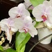 1 18 Grocery store Orchids  by sandlily