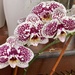 1 18 Magenta and white Orchid  by sandlily