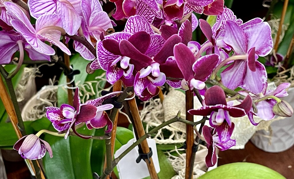 1 18 purple orchids  by sandlily