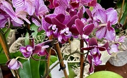 18th Jan 2024 - 1 18 purple orchids 