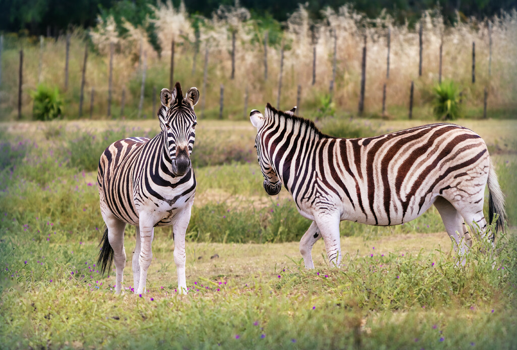 One is alsways inquisitive by ludwigsdiana