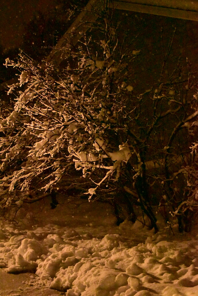 Nightly winter tree by aurelieb