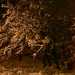 Nightly winter tree by aurelieb