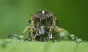 19th Jan 2024 - Garden Bugs Count - 19