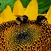  Buzzy Bees..  by julzmaioro